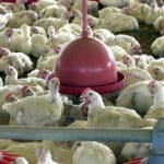 oms confirma primeira morte por gripe aviaria no mundo 